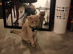 -MIMO CAFE(沙头角店)