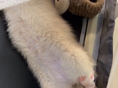 -瑞派·关忠动物医院·猫专科·犬专科(三环新城店)