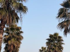 -金沙湖公园