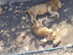 -大连森林动物园