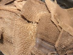 -红辣椒·川菜·火锅(张杨路店)