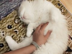 -猫咪派对(江南西店)