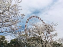 -顾村公园