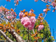 -高东镇樱花园