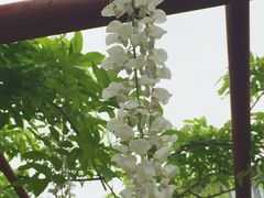 -嘉定紫藤园