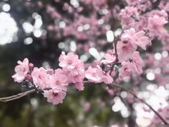 -重庆彩云湖湿地公园