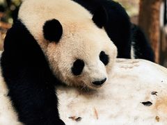 -广州长隆野生动物世界