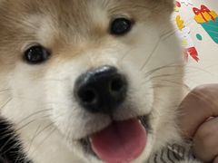 -逗柴咖啡屋·狗咖猫咖宠物桌游