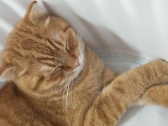 -喵的天空名猫咖啡馆·撸猫·猫舍·用品