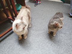 -猫色咖啡·猫咖