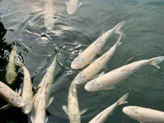 -惠州西湖风景名胜区-丰渚园