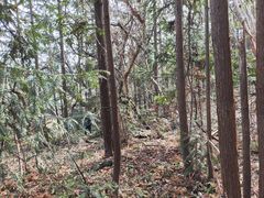 -素山寺森林公园