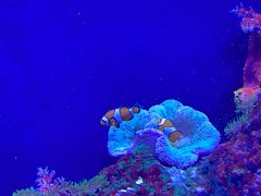 -成都浩海立方海洋公园