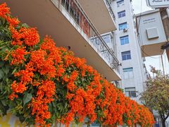 -溪岸路花鸟市场