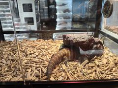 -酷以爬仙阁实体爬宠店·守宫·蜥蜴·专业繁育