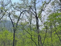 -鲁山国家森林公园