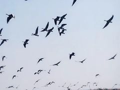 -南大港湿地风景区