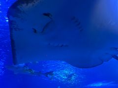 -太平洋海底世界