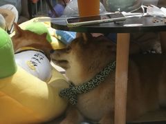 -逗柴咖啡屋·狗咖猫咖宠物桌游