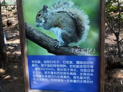 -欢乐松鼠谷