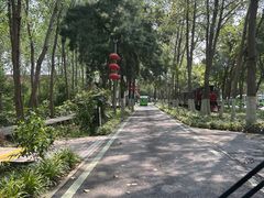 -合肥滨湖国家森林公园