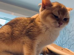 -泰国佛·塔罗·泰牌狐仙古曼