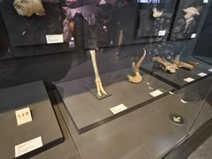 -北京周口店北京人遗址博物馆