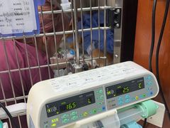 -美联众合动物医院·24h转诊中心