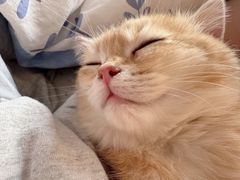 -欣宠猫屋·矮脚拿破仑·蓝金金渐层