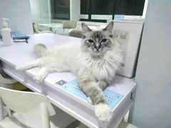 -喵的天空名猫咖啡馆·撸猫·猫舍·用品