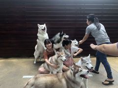 -TrueLove @ Neverland (Husky Cafe)