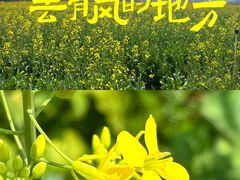 -光明小镇欢乐田园