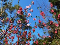 -桃花涧