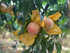 -老袁家蜜桃农场·阳山水蜜桃