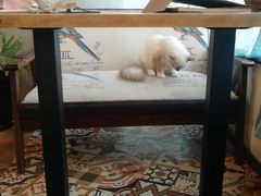 -共舞时光猫咖·狗咖(新街口店)