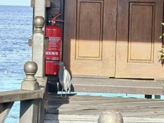 -卡帕莱度假村(西巴丹岛)