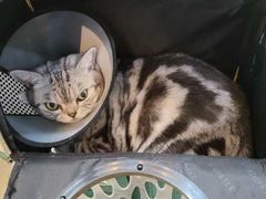 -贝康宠物医院·犬猫全科·小动物特色诊疗中心(东环路店)