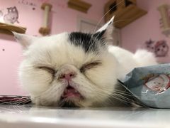 -三花喵·撸猫购宠·宠物生活馆(虹桥南丰城店)