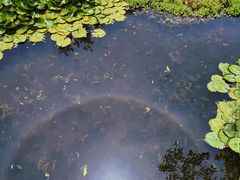 -桂湖森林公园