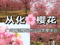 -天适樱花悠乐园