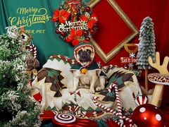 -超宠爱宠物摄影-Super pet