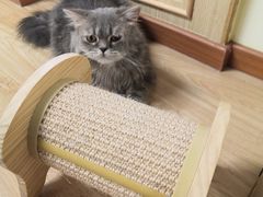 -猫和宫(六道口店)