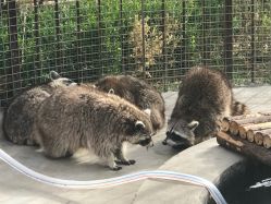 -萌宠亲子动物乐园(槐房万达店)