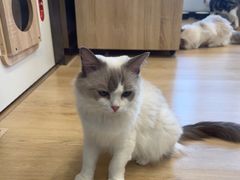 -有喵·猫咖·狗咖·40+猫狗有小奶狗(岗厦店)