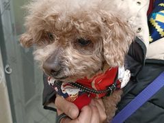 -美联众合动物医院·24h京西诊疗中心