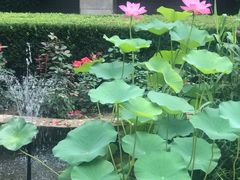 -北京协和医院(东单院区)