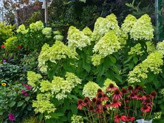 -龙大花卉苗木市场