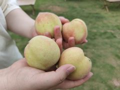 -桃源山庄·水蜜桃采摘·柴火鸡·烧烤团建(龙泉山店)
