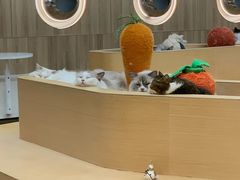 -瞄一喵猫咖(格力海岸店)