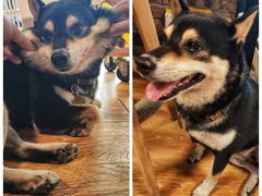 -柴犬高等学院·狗咖·柴犬售卖·宠物训练